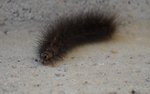 Chenille écaille 2.JPG