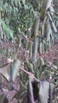 viburnum 004.jpg
