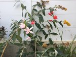 IMG_5319.JPG