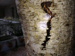 La fissure apparue sur le tronc du bouleau, non loin des tâches couleur rouille (détail)