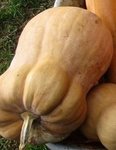 COURGES BUTTERNUT HYBRID.jpg