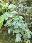 IMG_4543.JPG