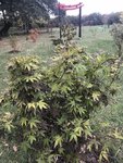 IMG_1157.JPG