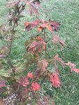 IMG_1161.JPG