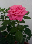 rosier