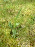 DSCF0069.JPG
