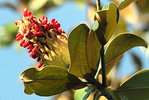 Magnolia grandiflora..JPG