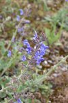 Sauge des prés, Salvia pratensis.JPG