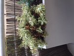 IMG_9148.JPG