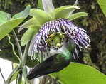 Passiflore au colibri du Machu-Pichu.jpg