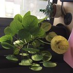 pilea malade.JPG