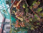 presque mur fin octobre