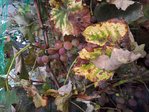 presque mur fin octobre