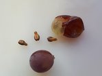 Grains et pépins