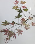 10 october 2018-11.JPG