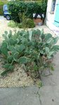 cactus.jpg