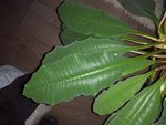 Plante12.jpg