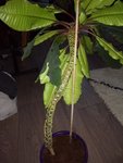 Plante11.jpg