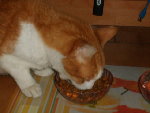 le chat !!!! novembre 2008 002.jpg