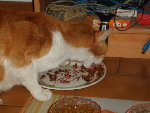 le chat !!!! novembre 2008 003.jpg
