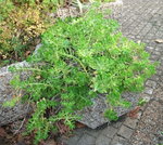 DSCF2547.JPG
