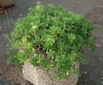 DSCF2546.JPG
