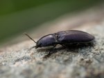 Elateridae.jpg