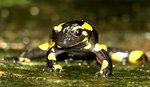 Salamandra salamandre 5.JPG