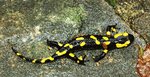 Salamandra salamandre 6.JPG