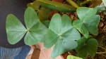 leaves.jpg