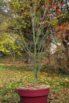 palmatum semi 8 ans-4.JPG