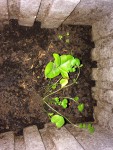 plante2.jpg