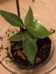 plante3.jpg