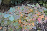 Fothergilla-6.JPG