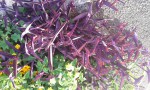 Plante violette.jpg