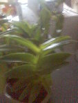 Image71.jpeg