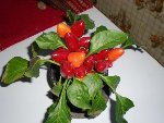 Voici une photo du piment en question! Bye