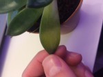 Photo de la plante