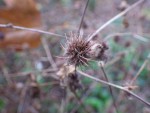 IMGP7837  Geum urbanum_001.JPG