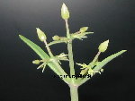 kalankoé daigremontiana en fleurs .jpg