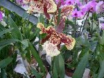 orchid.inconn. redim..jpg