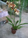 orchid.inconn.redim.plte ent..jpg