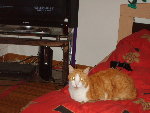 le chat !!!! novembre 2008.jpg