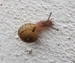escargot.jpg
