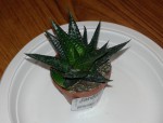Aloe à identifier réduuit.jpg