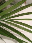 Feuille d'areca avec lesdites taches
