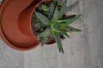 20190101 plantes a identifier 001 R.JPG