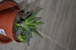 20190101 plantes a identifier 003 R.JPG