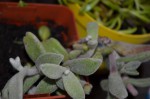 20190101 plantes a identifier 018 R.JPG