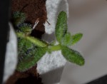 20190101 plantes a identifier 004 R.JPG
